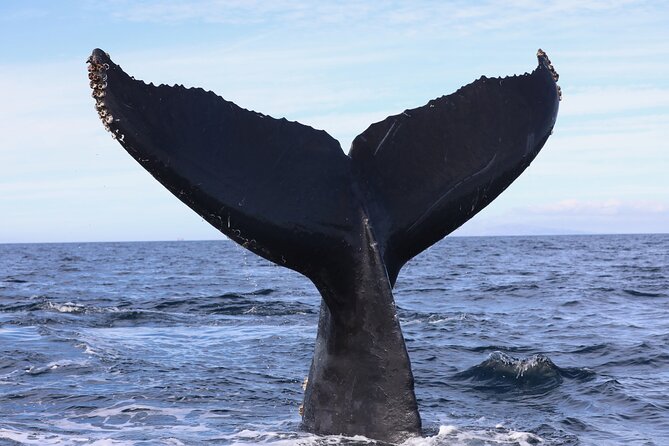 Supreme 2hr Whale/Dolphin Watching Newport Beach, 6 person max - Newport Beach Sunset Whale Watching: What Makes It Special