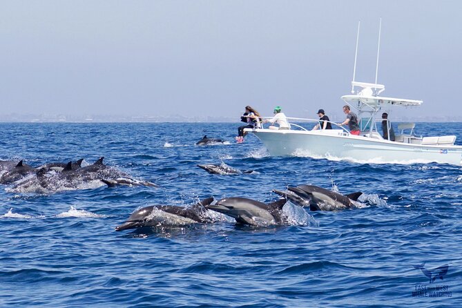 Supreme 2hr Whale/Dolphin Watching Newport Beach, 6 person max - What You Can See: Whales, Dolphins, Sea Lions, and More