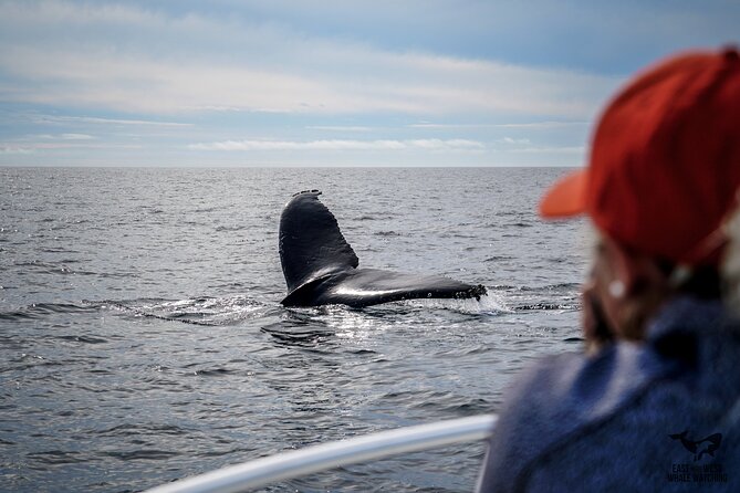 Supreme 2hr Whale/Dolphin Watching Newport Beach, 6 person max - Dress for Motion and Weather: All-Weather Sailing, Real Talk
