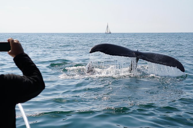 Supreme 2hr Whale/Dolphin Watching Newport Beach, 6 person max - Balboa Island After the Cruise: Easy, Worth-It Add-Ons
