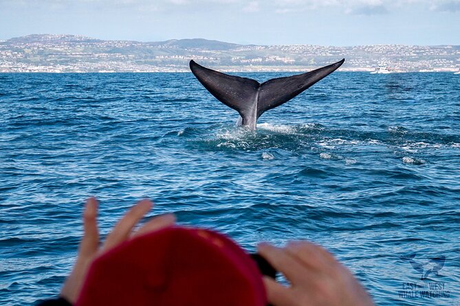 Supreme 2hr Whale/Dolphin Watching Newport Beach, 6 person max - The Six-Person Boat Advantage (and Why It Matters)
