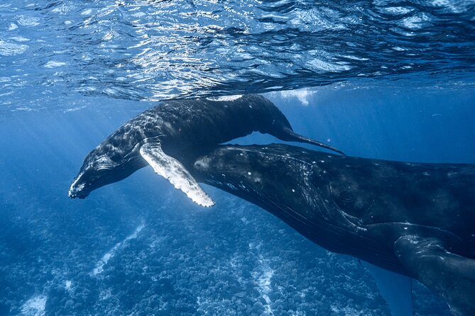 Swim in Moorea with Humpback Whales and More - Moorea’s whale season window: why July–November matters