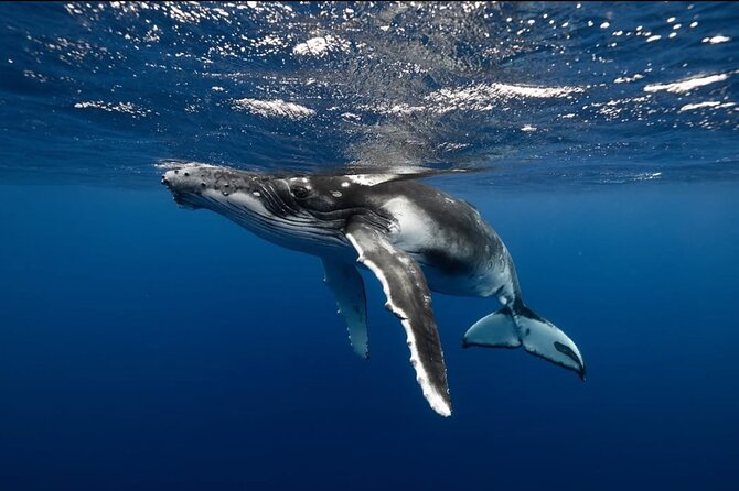 Swim in Moorea with Humpback Whales and More - What the whale encounter can look like during migration