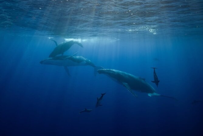 Swim in Moorea with Humpback Whales and More - Dolphins and sharks: the bonus wildlife layer you shouldn’t ignore