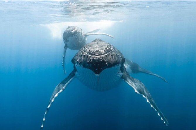 Swim in Moorea with Humpback Whales and More - Practical tips: what to bring and how to make the day easy