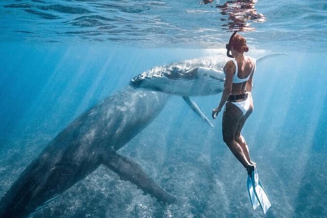Swim in Moorea with Humpback Whales and More - Price and value: what $412.98 buys you for 4 hours