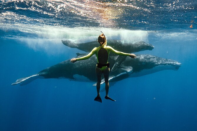 Swim with humpback whales - Key takeaways before you go
