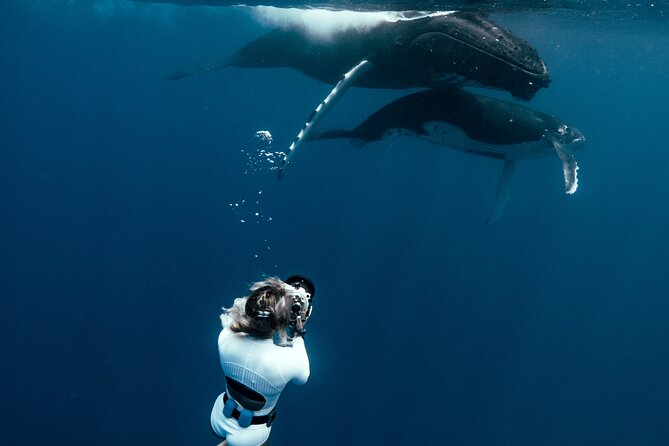 Swim with humpback whales - Corallina Tours boat day: pickup, meeting point, and pacing