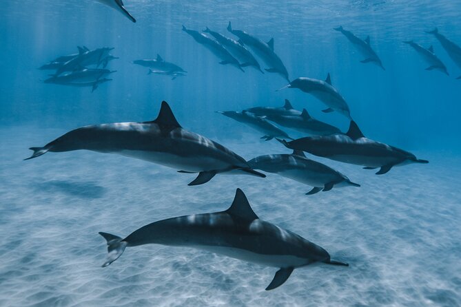 Swim with humpback whales - The group split that affects your swim time