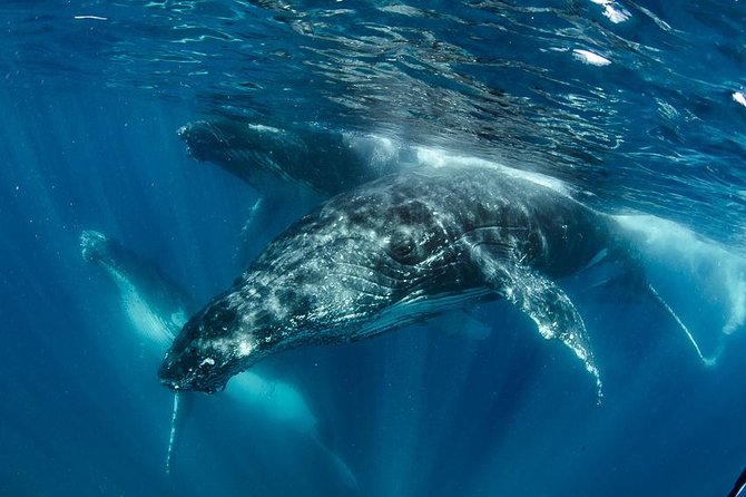 Swim with Humpback Whales - Ningaloo Reef - 3 Islands Whale Shark Dive - Key things you’ll notice on this Ningaloo whale day