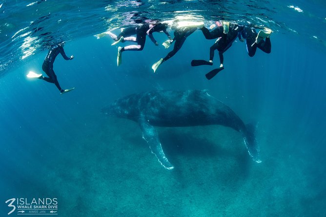 Swim with Humpback Whales - Ningaloo Reef - 3 Islands Whale Shark Dive - A small-group humpback swim built around Ningaloo’s real magic