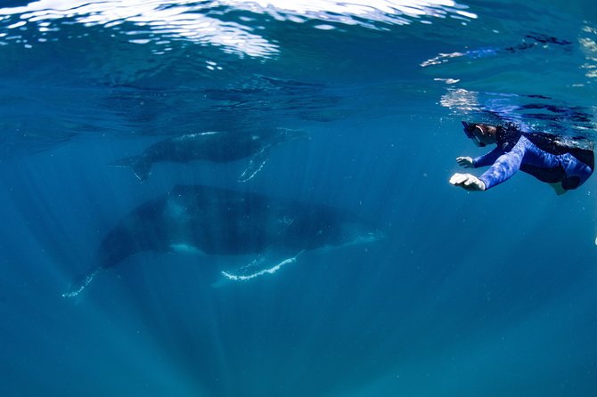 Swim with Humpback Whales - Ningaloo Reef - 3 Islands Whale Shark Dive - Ningaloo Reef snorkel: you’re not only there for whales