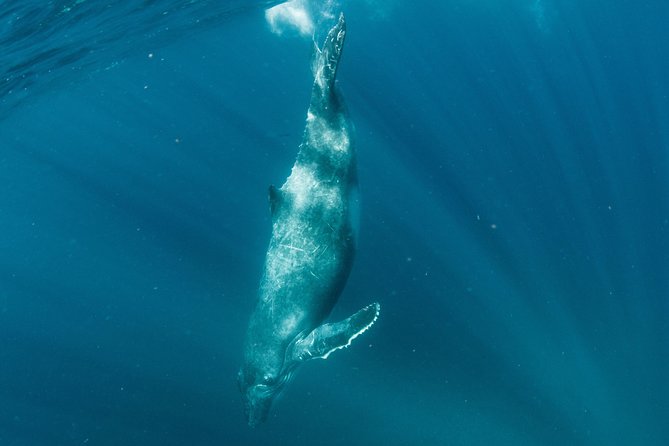 Swim with Humpback Whales - Ningaloo Reef - 3 Islands Whale Shark Dive - Swimming with humpbacks: what safe proximity really means