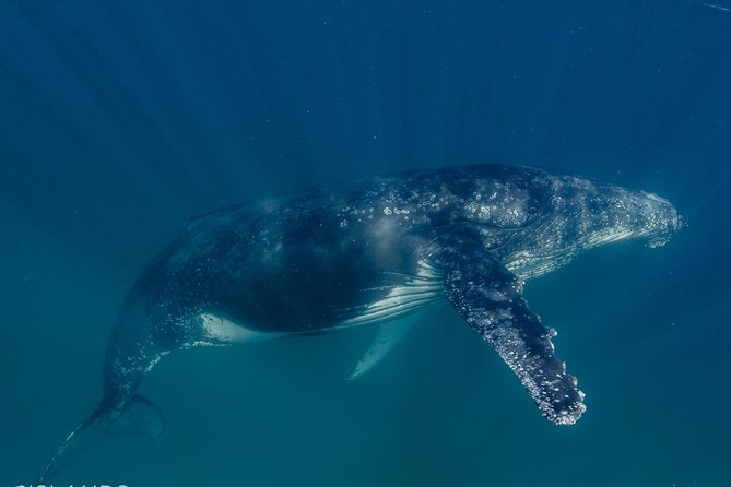 Swim with Humpback Whales - Ningaloo Reef - 3 Islands Whale Shark Dive - Whale shark chances: rare, but not impossible