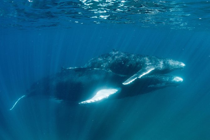 Swim with Humpback Whales - Ningaloo Reef - 3 Islands Whale Shark Dive - Food, Champagne, and pro photos: the stuff that makes the day feel complete