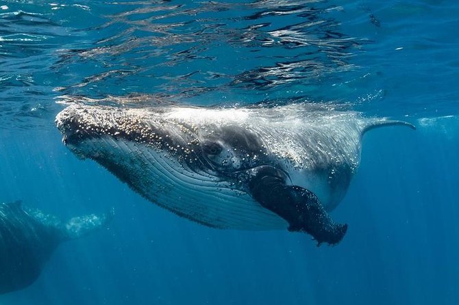 Swim with Humpback Whales - Ningaloo Reef - 3 Islands Whale Shark Dive - The spotter plane system: why your chances feel better