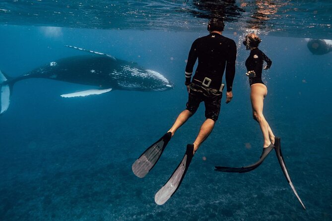 Swim with humpback whales - Finding humpback whales: what the open-water part feels like