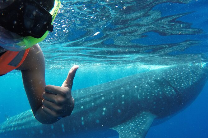Swim with the Whale Shark on Holbox Island - Key highlights worth your time