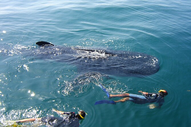 Swim with the Whale Shark on Holbox Island - Getting out to the whale shark zone: what the boat day feels like