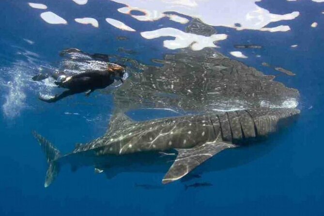 Swim with Whale Shark from Isla Mujeres and Cancun - The 45-Minute Boat Ride: Fun Views, Potential Motion Sickness