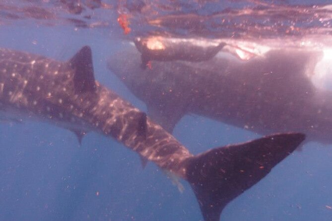 Swim with Whale Shark from Isla Mujeres and Cancun - The Swim Experience: What the Guides Actually Do for You