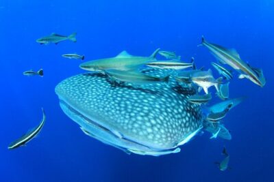 Swim with Whale Shark from Isla Mujeres and Cancun - Finding the Whale Sharks: Search, Sighting, Then Your Turn