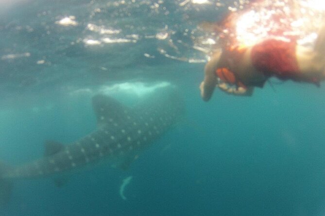 Swim with Whale Shark from Isla Mujeres and Cancun - Snorkeling the Reef on the Way Back (A Nice Reset)