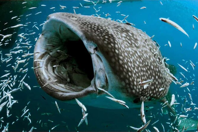Swim with Whale Shark from Isla Mujeres and Cancun - North Beach Finish: Fresh Ceviche and a Cold Beer