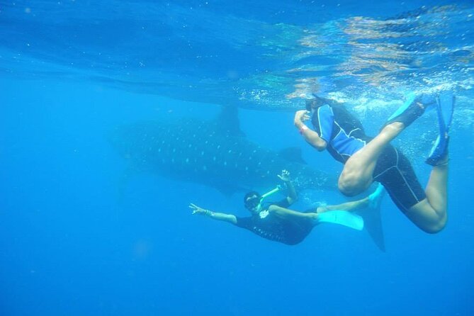 Swim with Whale Shark from Isla Mujeres and Cancun - Price and Value: What $161.30 Really Covers (and What’s Extra)