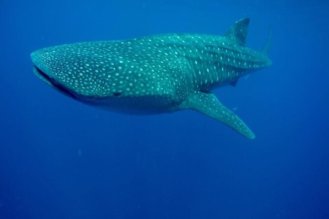 Swim with Whale Shark from Isla Mujeres and Cancun - Logistics That Matter: Group Size, Timing, and Comfort