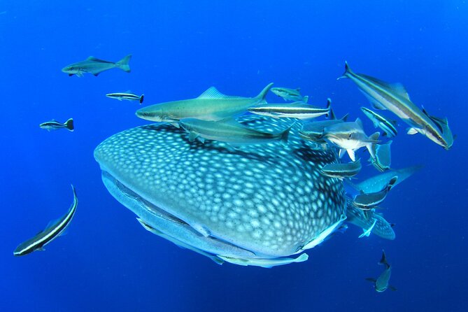 Swim with Whale Shark from Isla Mujeres and Cancun - Finding the Whale Sharks: Search, Sighting, Then Your Turn