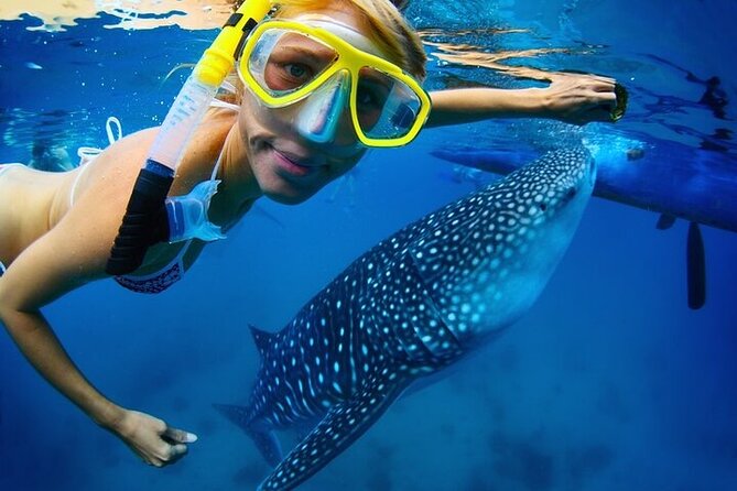 Swim with Whale Shark from La Paz - Key things to know before you go