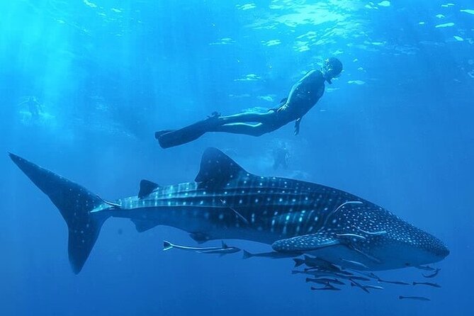Swim with Whale Shark from La Paz - Your half-day plan: 12:00 PM departure and about two hours with whale sharks