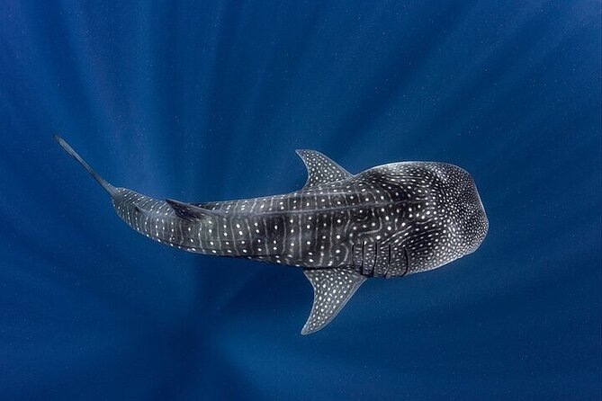 Swim with Whale Shark from La Paz - On the boat with ROGACI: gear, crew, and how the swim gets managed