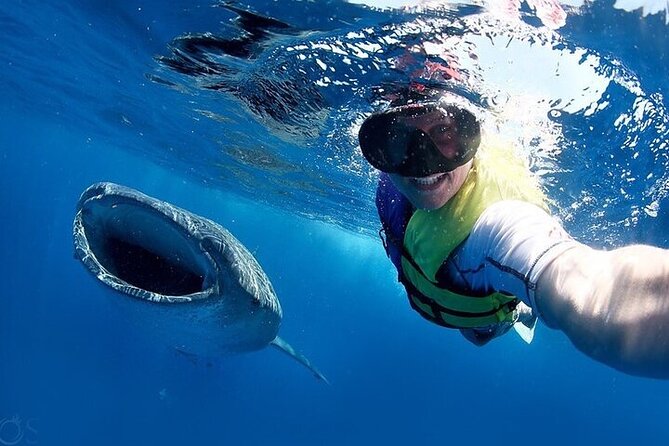 Swim with Whale Shark from La Paz - The swim itself: what your time in the water really feels like