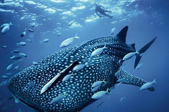 Swim with Whale Shark from La Paz - Food and that ceviche question: what you can expect to eat