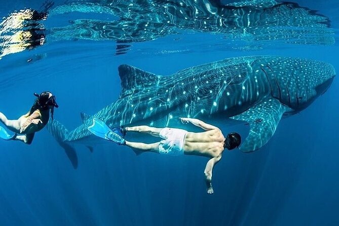 Swim with Whale Shark from La Paz - When weather and regulations change the day