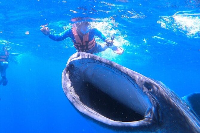 Swim with Whale Shark from La Paz - How long groups spend in the water (and what that means for your expectations)