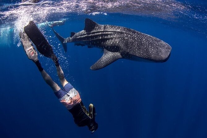 Swim with Whale Shark from La Paz - Is this worth your time? Value, comfort, and who should book