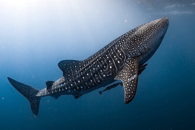 Swim with Whale Shark from La Paz - Meeting point at Paseo Álvaro Obregón 1710: how to avoid the usual scramble