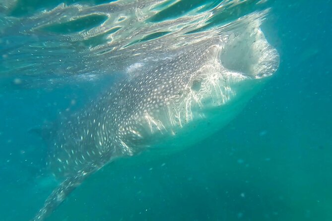 Swim with Whale Sharks #1 MUST DO IN LA PAZ - Key things to know before you go