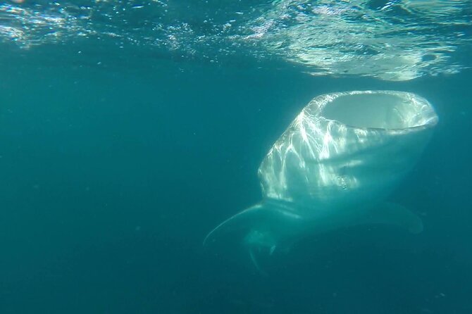 Swim with Whale Sharks #1 MUST DO IN LA PAZ - The 3-hour rhythm: from boat time to swim window
