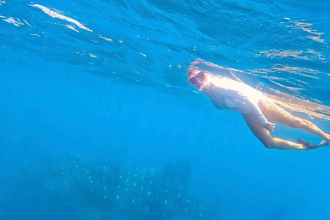 Swim with Whale Sharks #1 MUST DO IN LA PAZ - Snorkeling comfort: wetsuit, gear, and choppy-water reality