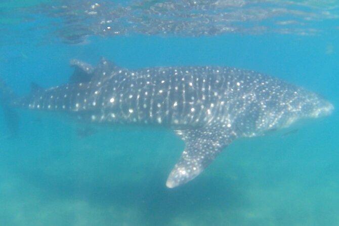 Swim with Whale Sharks #1 MUST DO IN LA PAZ - Safety and animal rules that shape the experience