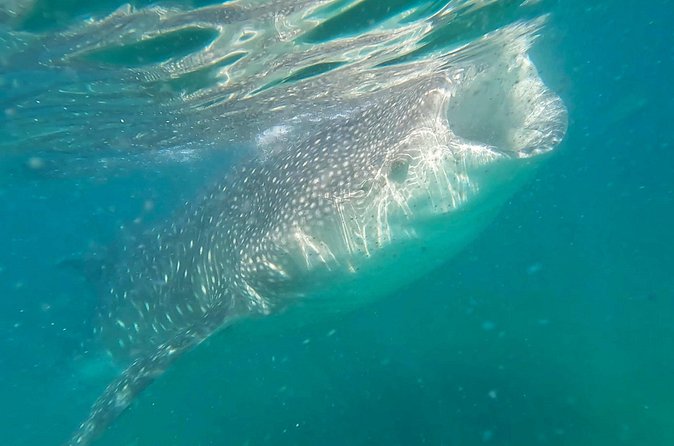 Swim with Whale Sharks #1 MUST DO IN LA PAZ - Price and value: is $131.67 worth it?