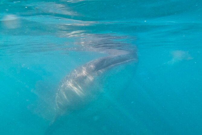 Swim with Whale Sharks #1 MUST DO IN LA PAZ - Who should book this whale shark swim