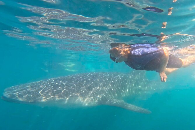 Swim with Whale Sharks #1 MUST DO IN LA PAZ - Sea of Cortez encounter: what you’re really paying for