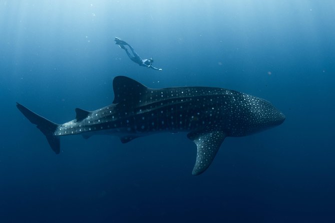 Swim with Whale Sharks in the Ningaloo Reef: 3 Island Shark Dive - How the Day Flows: 9:00 AM Start and an 8-Hour Marine Schedule