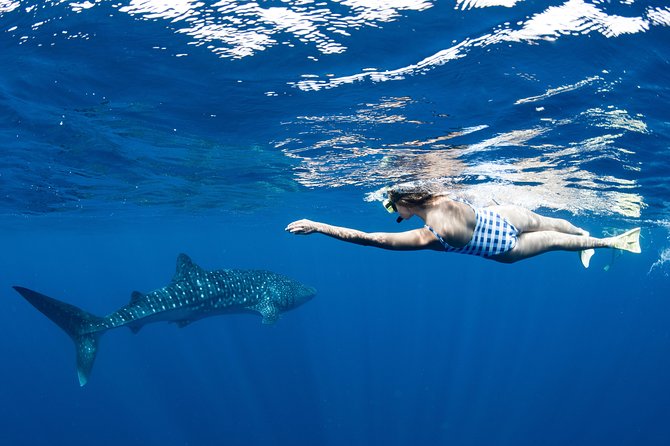 Swim with Whale Sharks in the Ningaloo Reef: 3 Island Shark Dive - Reef Snorkeling Between Whale Sharks: Coral Time That Changes the Mood