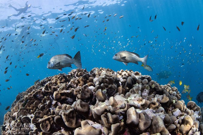 Swim with Whale Sharks in the Ningaloo Reef: 3 Island Shark Dive - Safety and Crew Management: The Team Makes or Breaks It